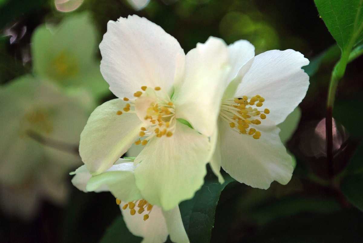 Weihnachtsrose - © Bitedition